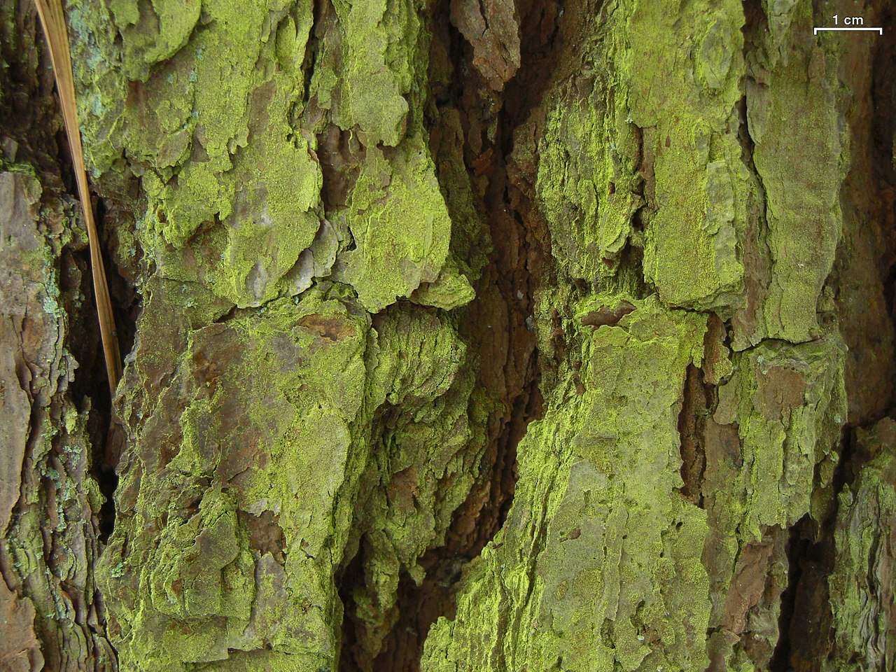 Chrysothrix chamaecyparicola - Flickr - pellaea (2).jpg