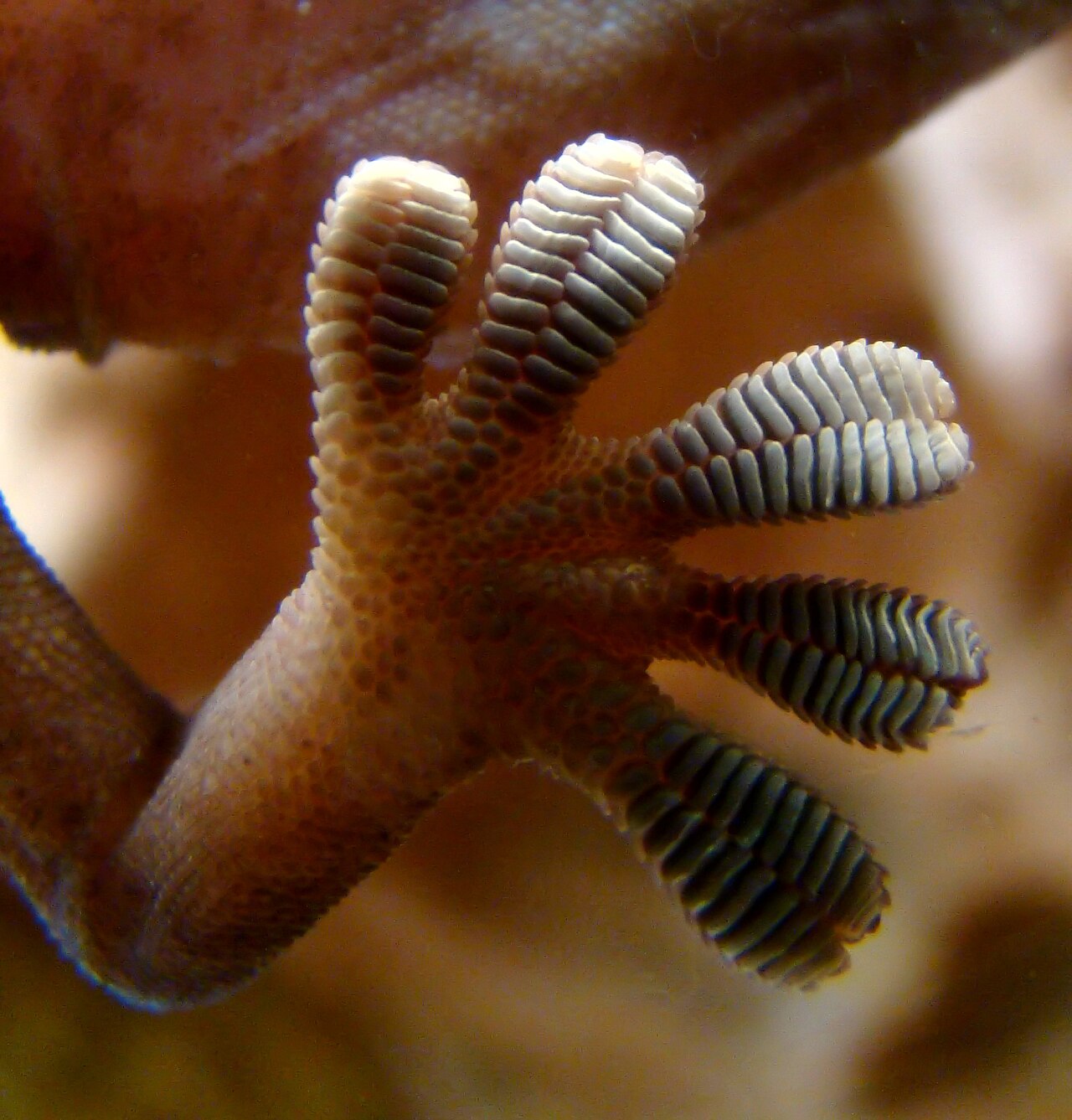 Gecko foot on glass.JPG