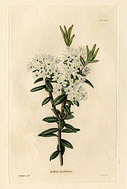 Illustration by William Miller