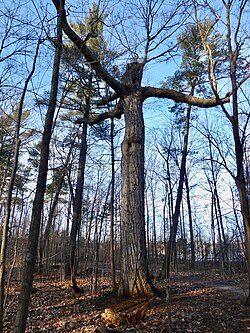 An old-growth northern red oak during winter in Glen Abbey, Oakville, Ontario.