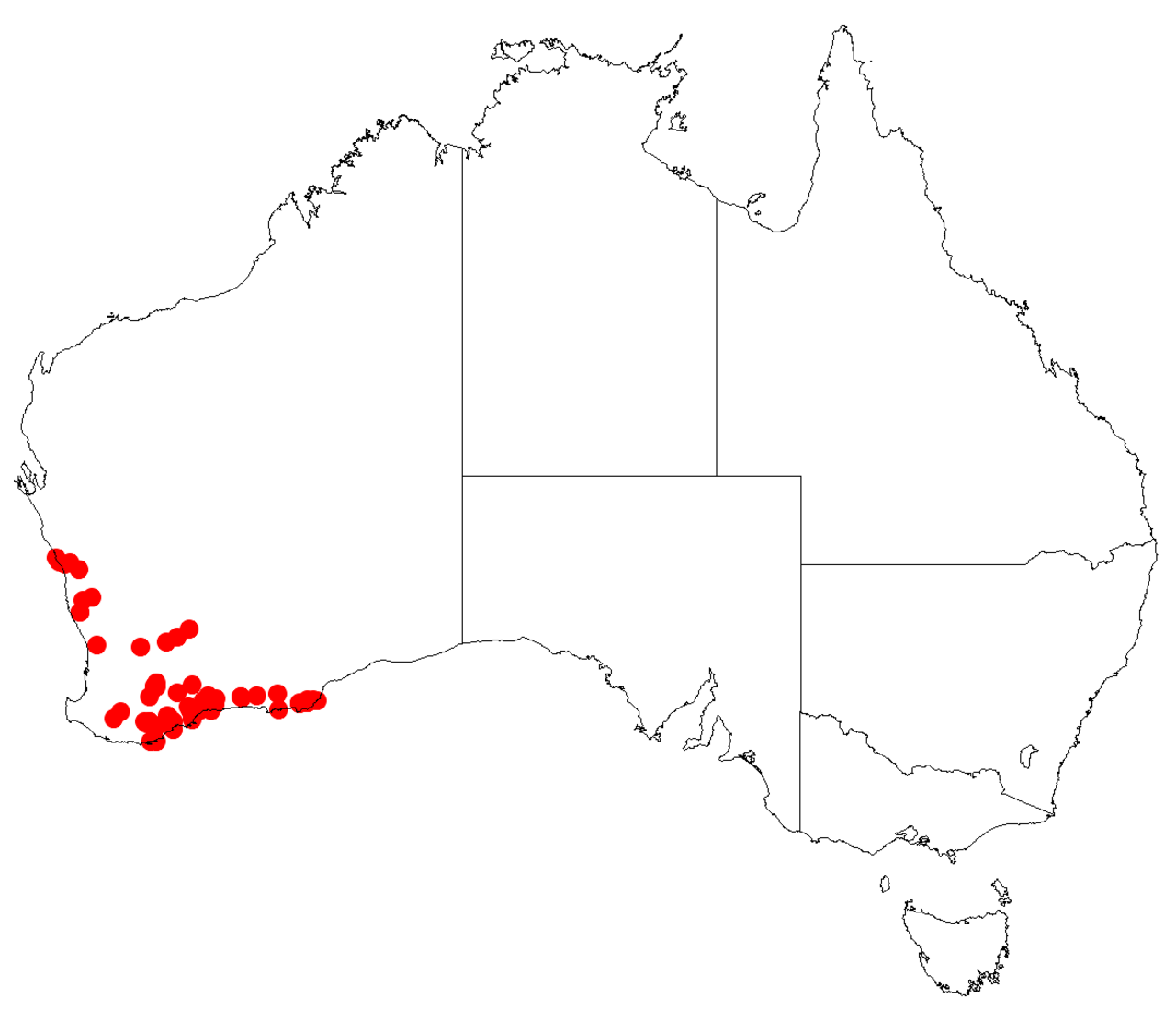 Asteridea asteroidesDistA1.png
