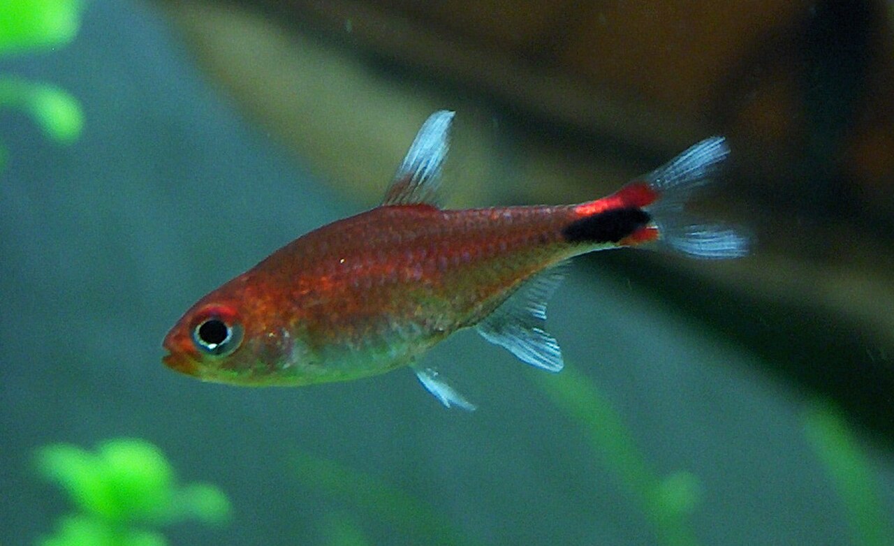 Pfeffersalmler Axelrodia riesei (16467043916).jpg