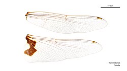 Female Tramea loewii wings