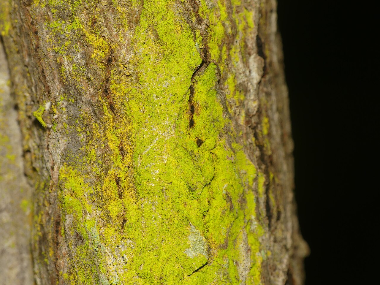Chrysothrix xanthina 157838678.jpg