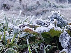 Frost on grass in Ranu Pani, East Java, Indonesia