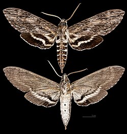 Lintneria lugens