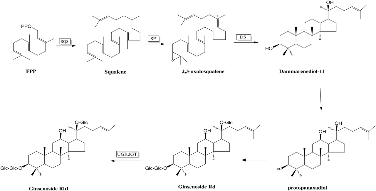 Biosynthesis of Ginsenoside Rb1.png