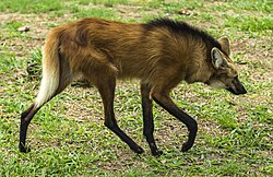 Red, furry canine in grass