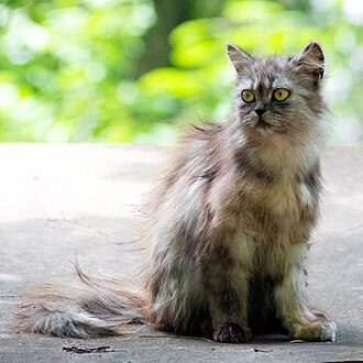 Black smoke tortoiseshell domestic longhair