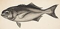 1928 drawing by Louis Thomas Griffin