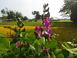 Flower with pollinator