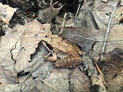 Wood frog among fallen leaves