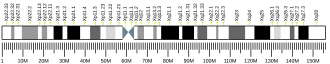 X chromosome (human)