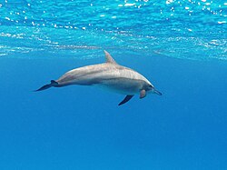 in the Red Sea