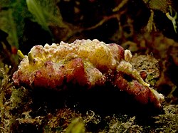 Phyllidiopsis cardinalis