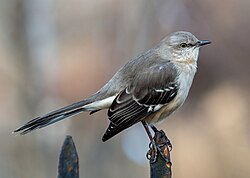Northern mockingbird Mimus polyglottos