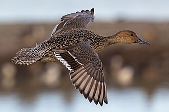 Female in flight, California