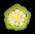 Cross-section of a pod