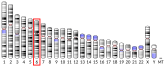 Chromosome 6 (human)
