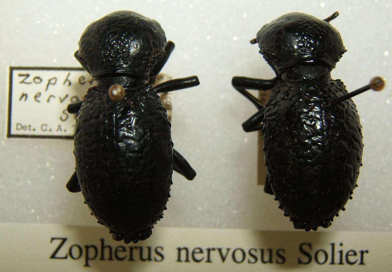 Zopherus nervosus sjh.jpg