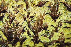 photograph of cave biofilm