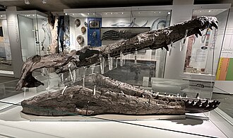 Photo showing the right side of the fossil skull (in black) of a large marine reptile on display in a museum