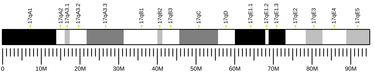 Ideogram of house mouse chromosome 17.svg