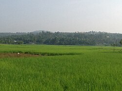 Paddyfields in Pulikkal