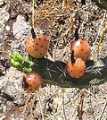 Fruits