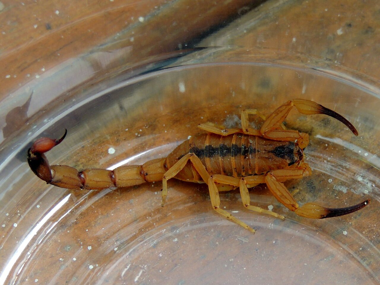 Tityus stigmurus.jpg