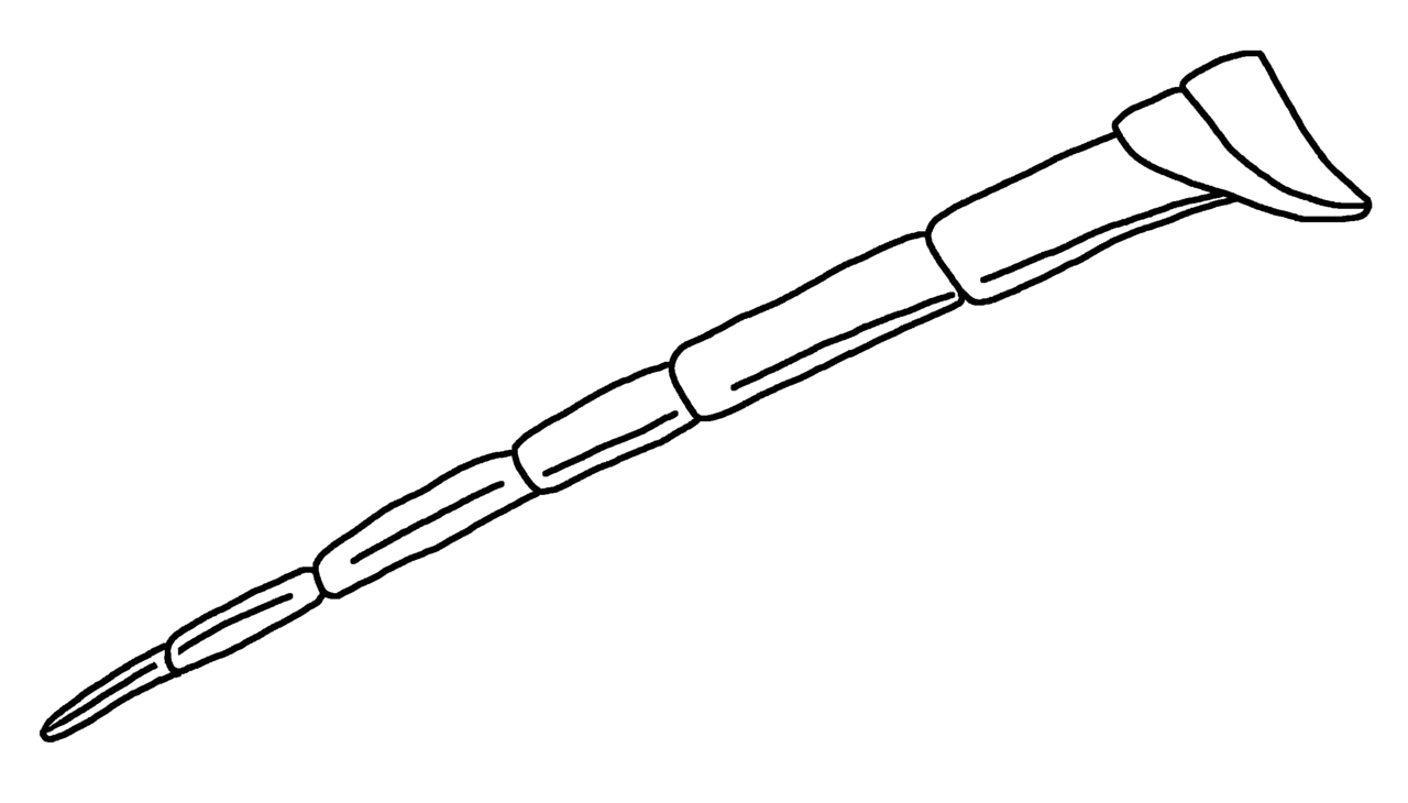 Parastylonurus ornatus sixth appendage.png