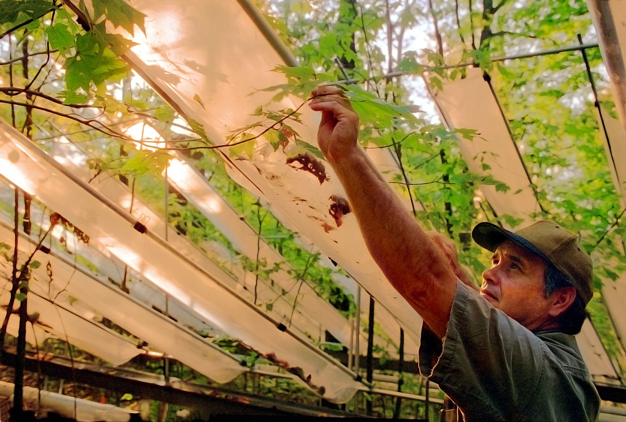 Throughfall Displacement Experiment at Oak Ridge National Lab. (7091109115).jpg