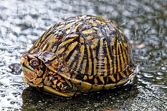 Florida box turtle in southeast Georgia