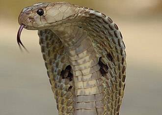 Indian cobra Naja naja