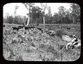 Cattle grazing on the banks of the Gloucester River, 1908. Photo courtesy of the NSW State Records Authority.
