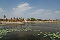 Lotus pond