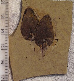 Pseudolarix wehrii cone scale fossils. Ypresian