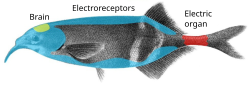 The elephantnose fish is a mormyrid with the electric organ in its tail.
