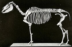 A mounted skeleton of "Equus scotti" at the AMNH, constructed out of two skeletons