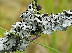 Hypogymnioid (Hypogymnia physodes)