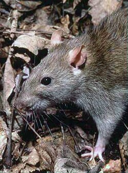 Common brown rat