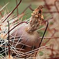 Fruit