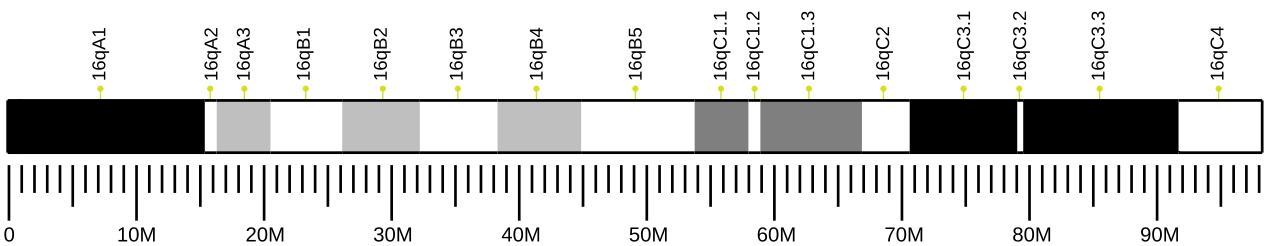 Ideogram of house mouse chromosome 16.svg