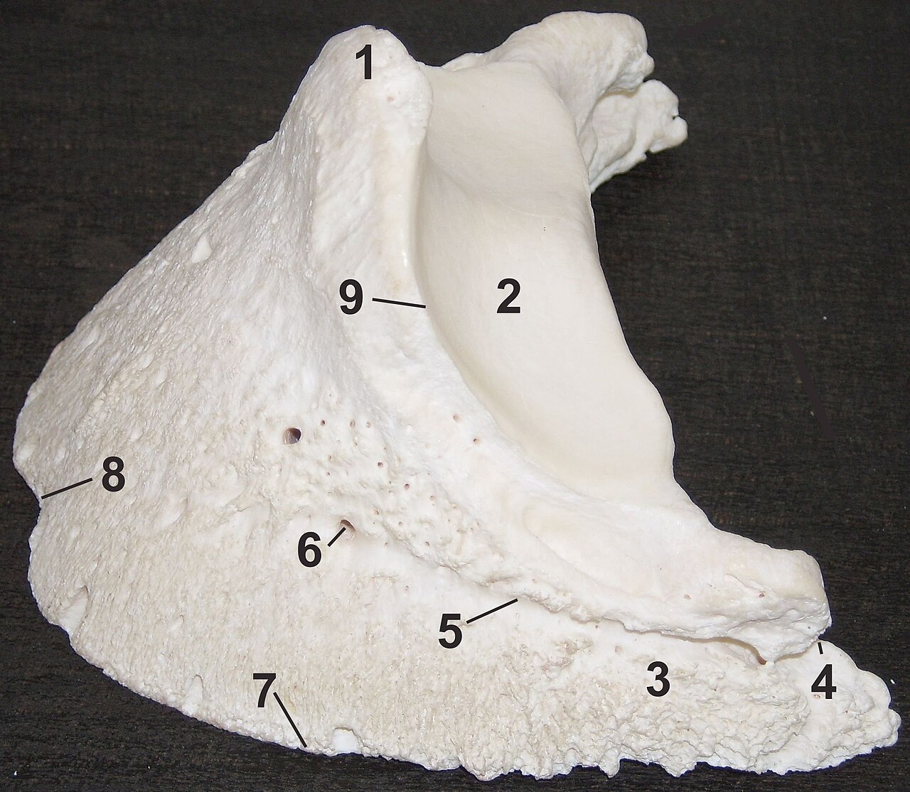 Hufbein-Pferd.jpg