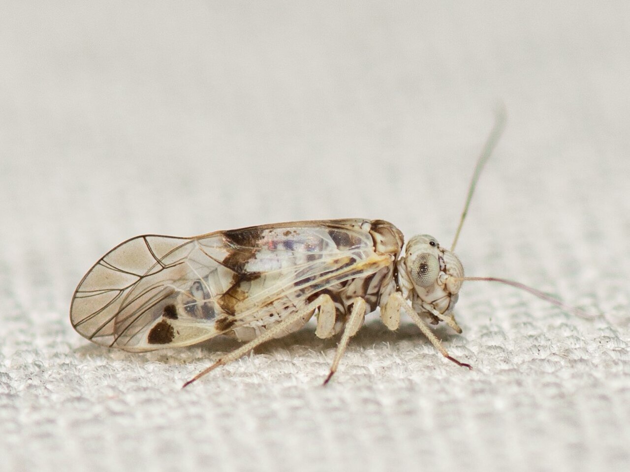 Indiopsocus lacteus.jpg