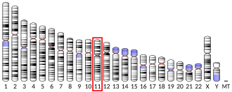 Chromosome 11 (human)
