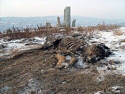 Dog carrion in Mongolia.