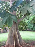 Sterculia apetala tree and leaves