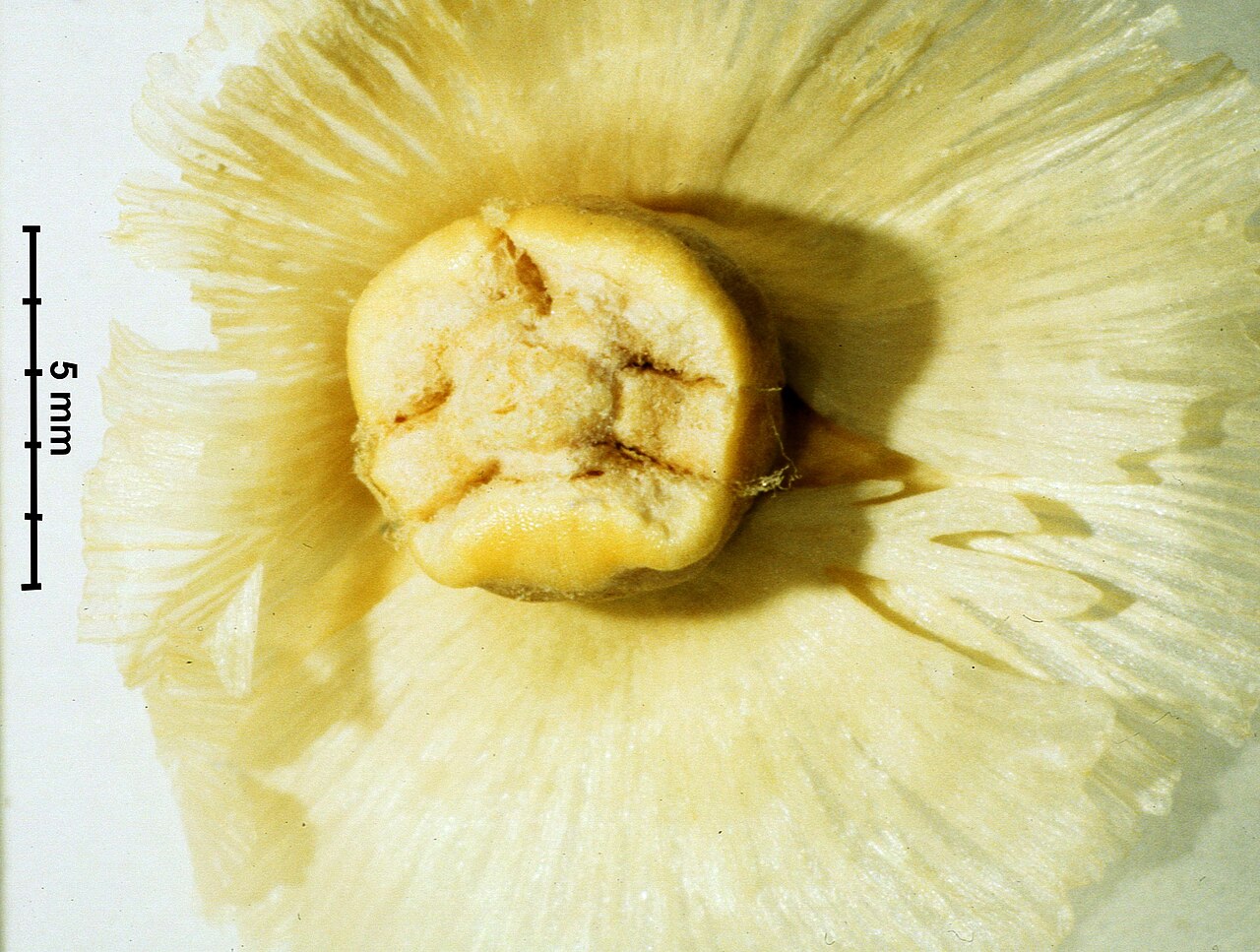 Halothamnus auriculus fruit 2.JPG