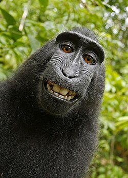 Selfie photograph of a macaque, taken by itself using a stolen camera.